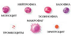 Гематология: ОАК: Эозинофилы