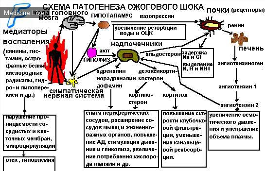 Анестезиология и реаниматология: Травматический и ожоговый шок