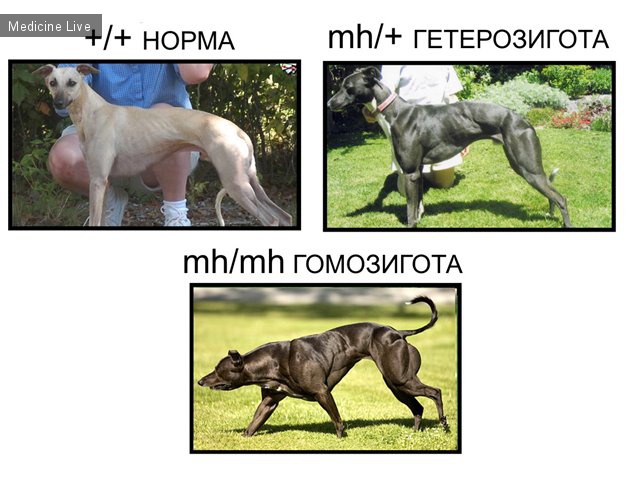 Новости науки: Миостатин - ингибитор роста мышечной ткани