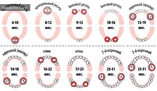 Полезные материалы: Время прорезывания зубов у детей