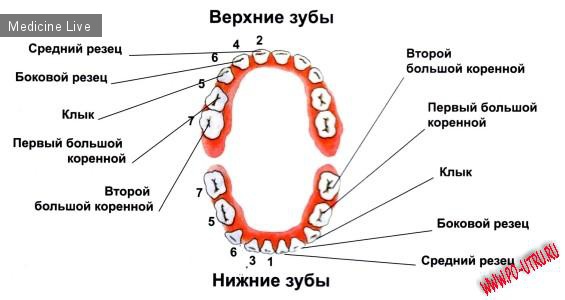 Полезные материалы: Время прорезывания зубов у детей