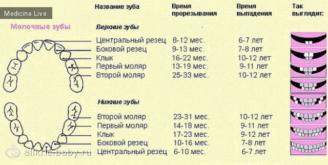 Полезные материалы: Время прорезывания зубов у детей