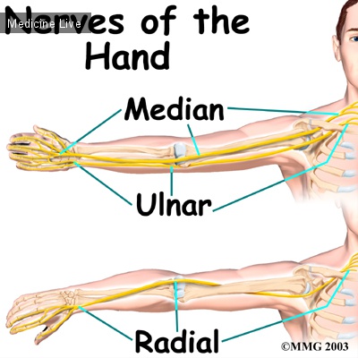 Анатомия: Нервы руки/кисти