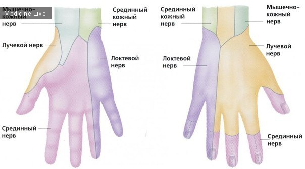 Анатомия: Нервы руки/кисти