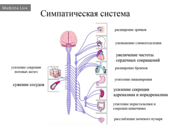 Физиология: Нормальная физиология-Лекция 8- Вегетативная нервная система