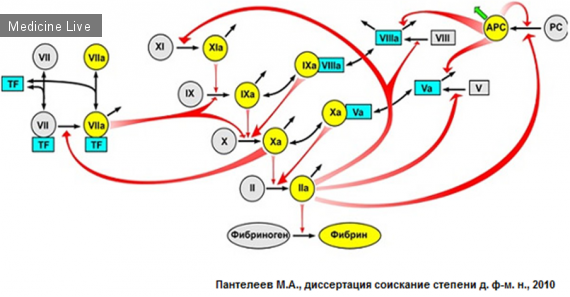 Физиология: схема свертывания крови