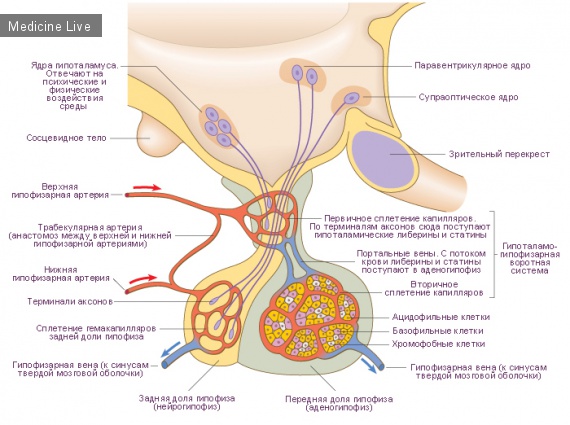 Физиология: гипофиз