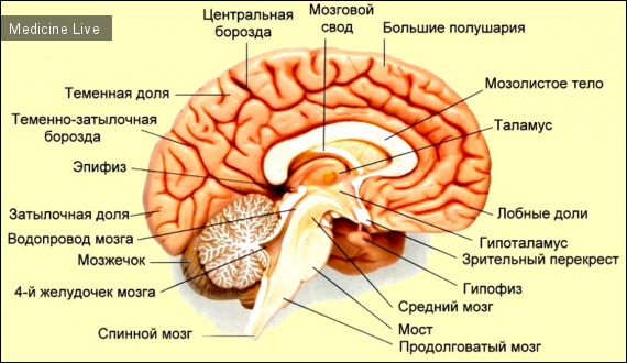 Физиология: Нормальная физиология-Лекция 10- Характеристика отдельных гормонов