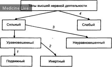Физиология: Нормальная физиология-Лекция 11- Высшая нервная деятельность