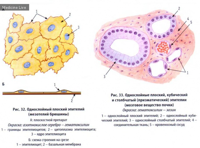 Гистология, эмбриология, цитология: Гистология, ч3 - эпителиальная ткань