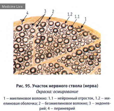 Гистология, эмбриология, цитология: Гистология, ч2 - нервная ткань