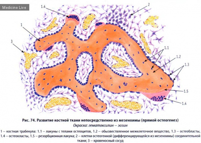 Гистология, эмбриология, цитология: Гистология, ч8 - Скелетные ткани