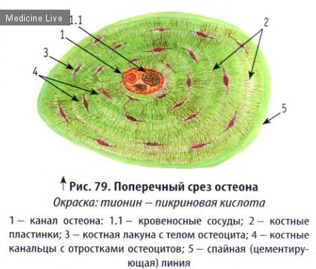 Гистология, эмбриология, цитология: Гистология, ч8 - Скелетные ткани