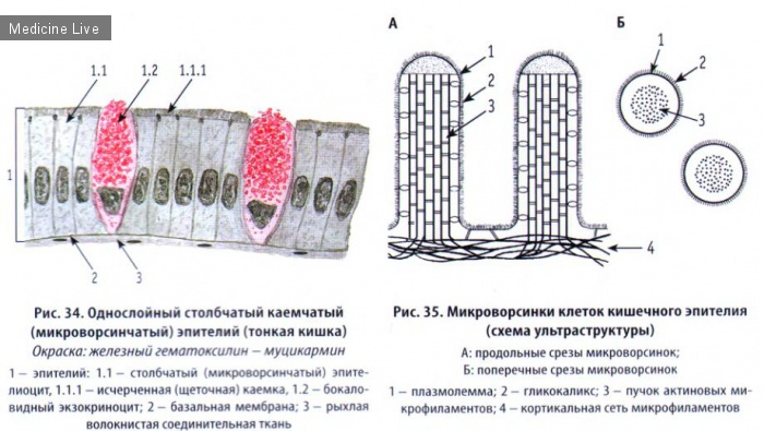 Гистология, эмбриология, цитология: Гистология, ч3 - эпителиальная ткань