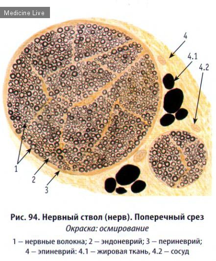 Гистология, эмбриология, цитология: Гистология, ч2 - нервная ткань