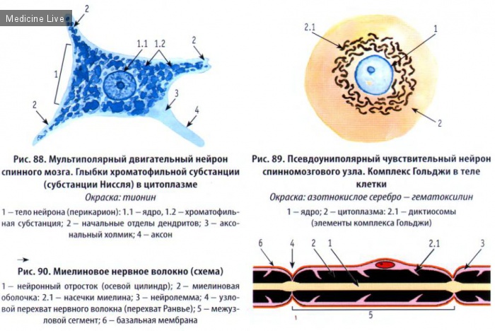 Гистология, эмбриология, цитология: Гистология, ч2 - нервная ткань