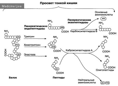 Нормальная физиология-Лекция 20- Физиология пищеварения