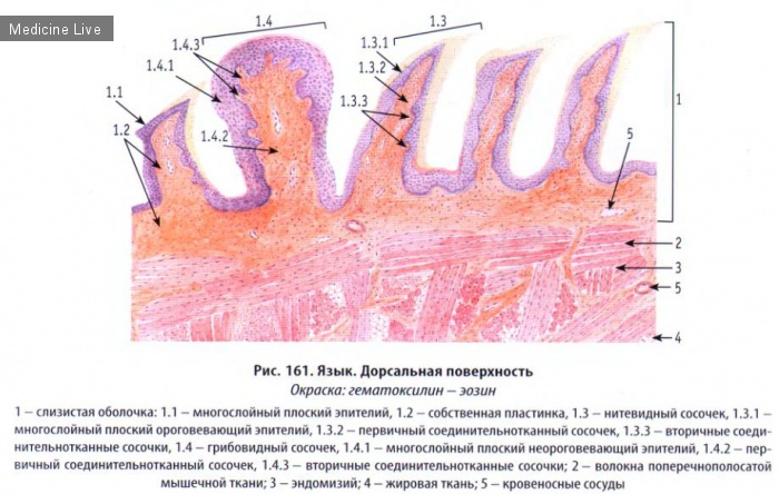 Гистология, эмбриология, цитология: Гистология, ч10 - Орган слуха и орган вкуса