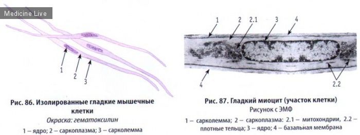 Гистология, эмбриология, цитология: Гистология, ч9 - Мышечные ткани