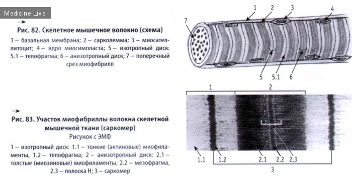 Гистология, эмбриология, цитология: Гистология, ч9 - Мышечные ткани