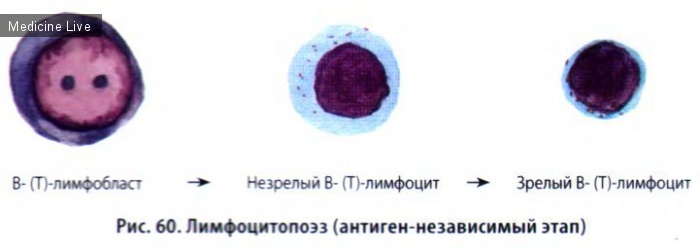 Гистология, эмбриология, цитология: Гистология, ч5 - Кровь