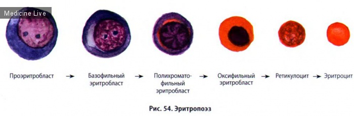 Гистология, эмбриология, цитология: Гистология, ч5 - Кровь