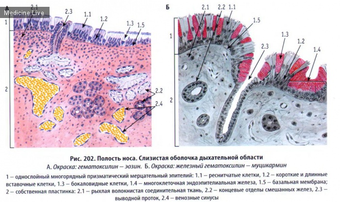Гистология, эмбриология, цитология: Гистология, ч7 - Органы чувств