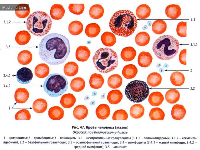 Гистология, эмбриология, цитология: Гистология, ч5 - Кровь