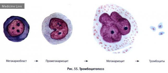 Гистология, эмбриология, цитология: Гистология, ч5 - Кровь