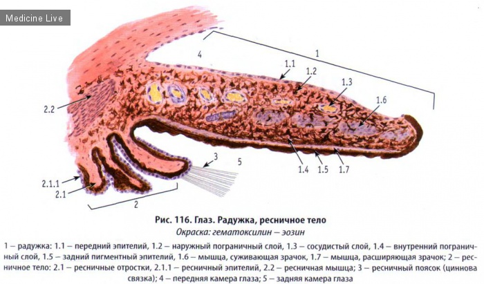 Гистология, эмбриология, цитология: Гистология, ч7 - Органы чувств