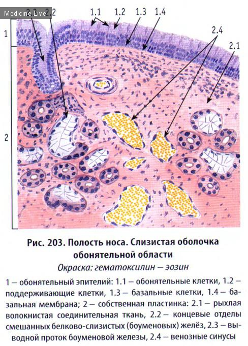 Гистология, эмбриология, цитология: Гистология, ч7 - Органы чувств