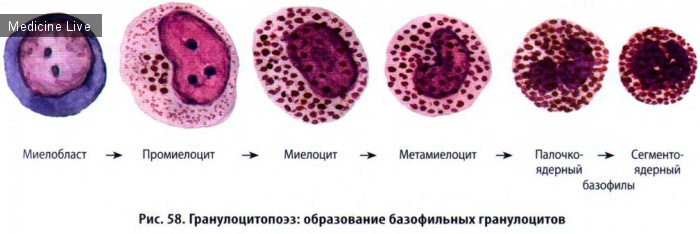 Гистология, эмбриология, цитология: Гистология, ч5 - Кровь
