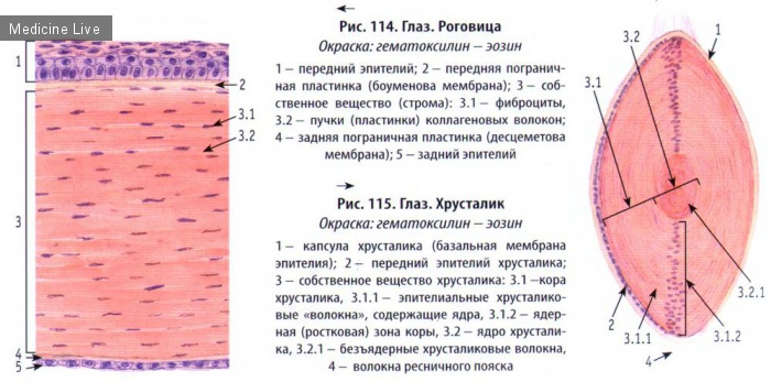 Гистология, эмбриология, цитология: Гистология, ч7 - Органы чувств