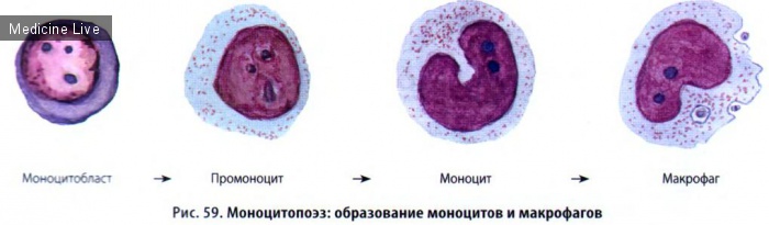 Гистология, эмбриология, цитология: Гистология, ч5 - Кровь