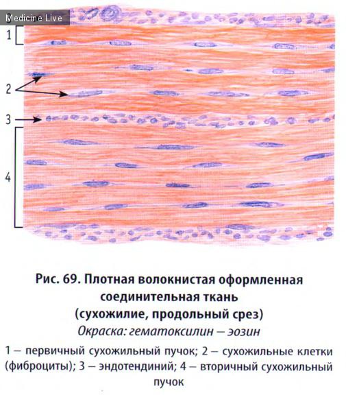 Гистология, эмбриология, цитология: Гистология, ч6 - соединительная ткань