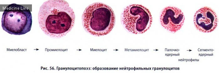 Гистология, эмбриология, цитология: Гистология, ч5 - Кровь