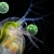 Водяная блоха (#Daphnia). (Фото Dr. Ralf Wagner | Дюссельдорф, Германия)